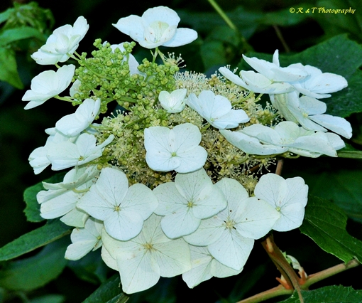 {Hydrangea quercifolia}